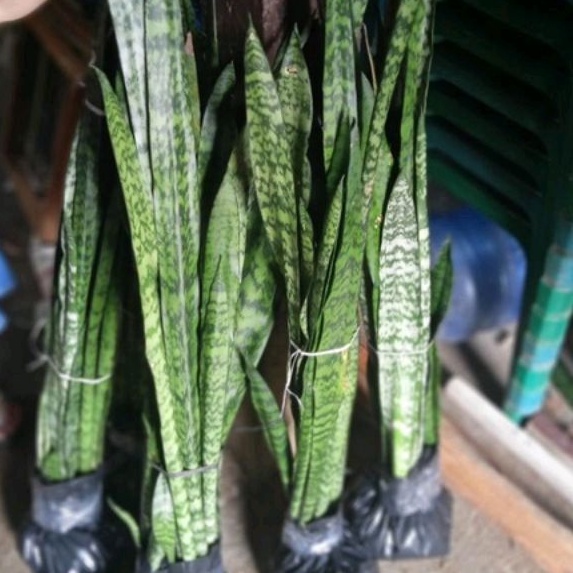 DIARY PETANI - Sansivera Lidah Mertua Hijau