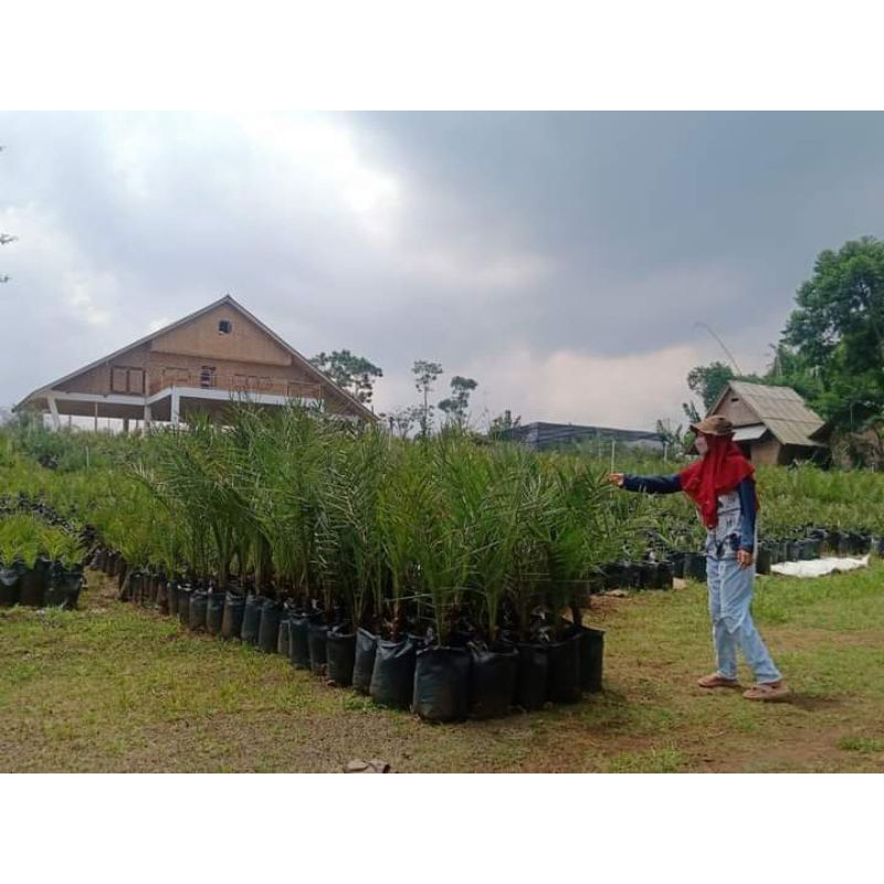 

kurma tropis H1 asli gunindra dates palm. milik pa indra langsung. hub no beliau kalau tidak percaya. amanah