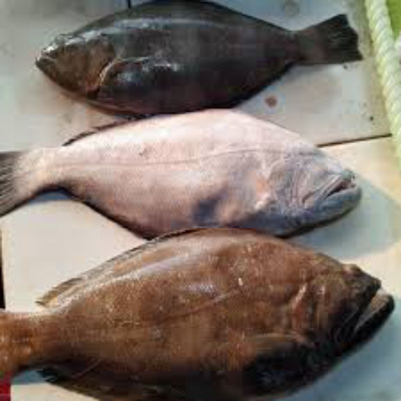 

Ikan Sebelah 1kg