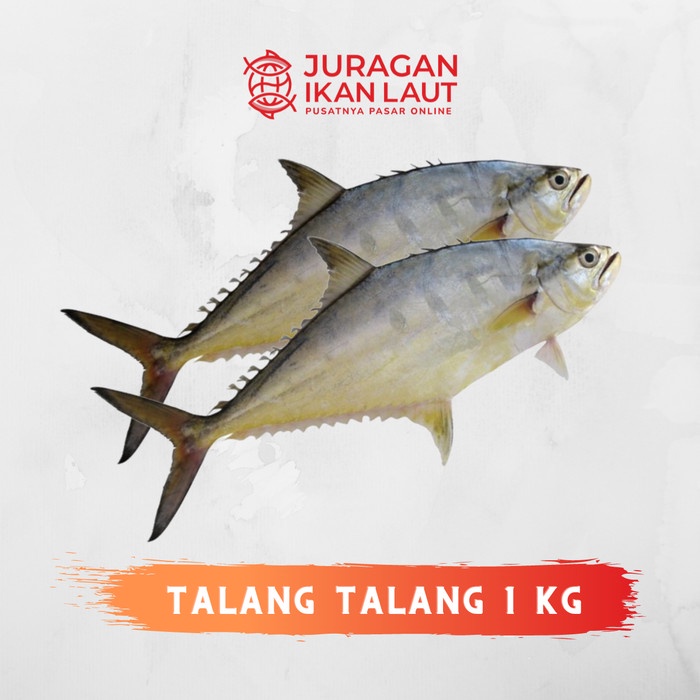 

Ikan Talang Talang Segar Berkualitas - 1 Kilogram