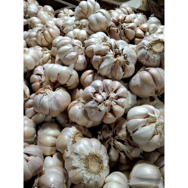 

bawang putih murah / BAWANG PUTIH BANCI