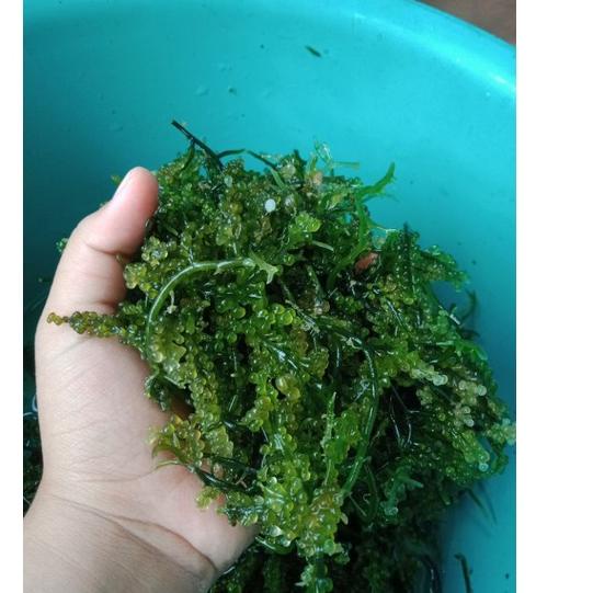 

TREND KEKINIAN Anggur Laut / Latoh / Lawi Lawi /Sea Grapes / Green Cavier 1 kg (baca deskripsi dahulu) ♕ 886