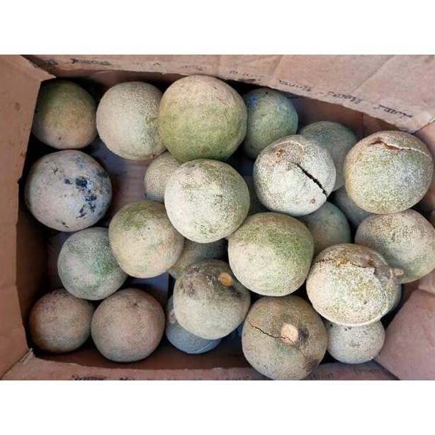 

[V-I5I] ☎] Buah Kawista | Kawis Lasem Rembang | ±1kg | READY STOCK-super keren