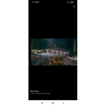 

Channa Yellow Sentarum ukuran 20cm