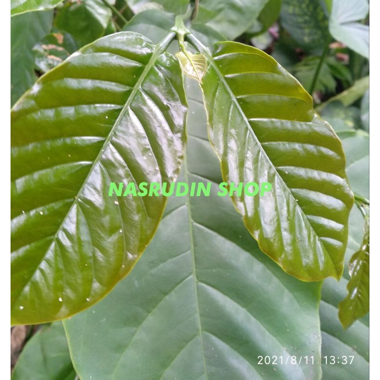 

PUCUK DAUN KOPI SEGAR 500 GRAM ( HANYA DAUN MUDANYA SAJA )