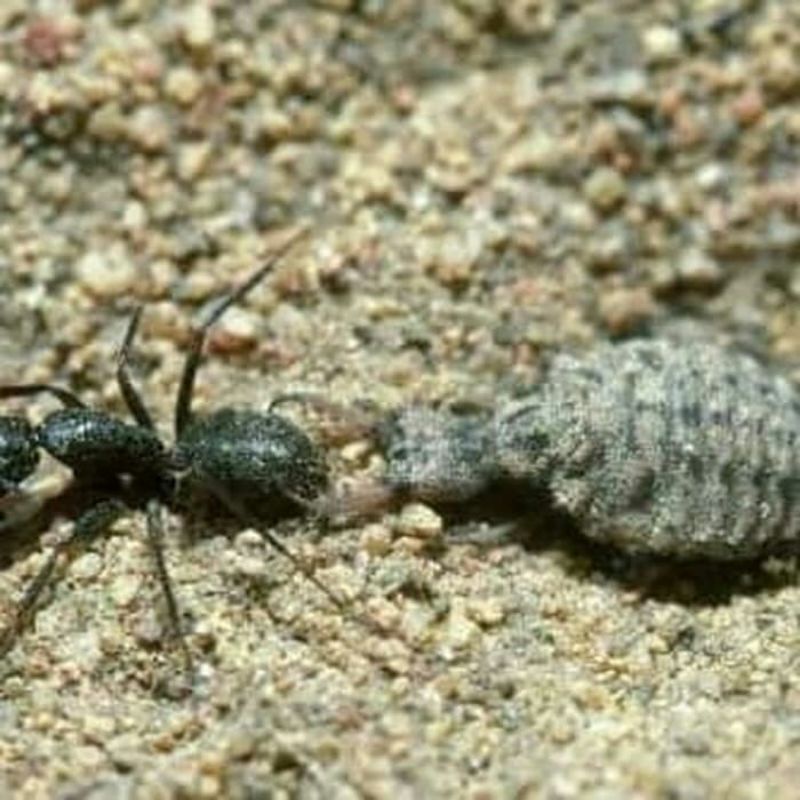 undur undur hidup 20 ekor hidup undur undur