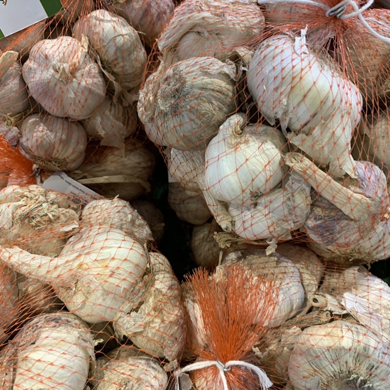 BAWANG PUTIH KUALITAS SUPER