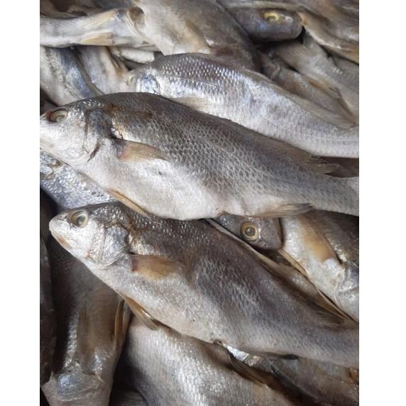 

[Y-R1R[➸] Ikan Asin Sileman 500 gr top produk