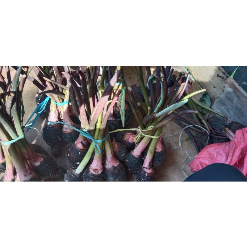 

keladi, talas atau Lebih dikenal dengan sebutan UPE