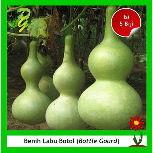 Benih Biji Bottle Gourd-Labu Botol-Labu Kendi