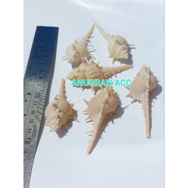 cangkang kerang no 5  hiasan akuarium