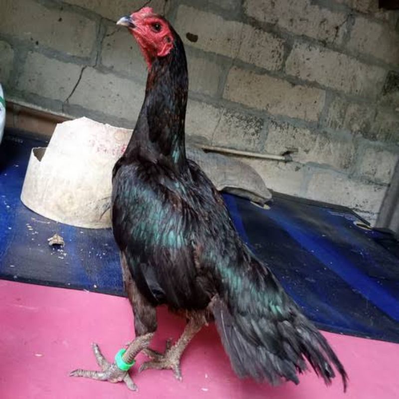 

JUAL TELUR AYAM BANGKOK LARKUMBANG BULBI PERBUTIR