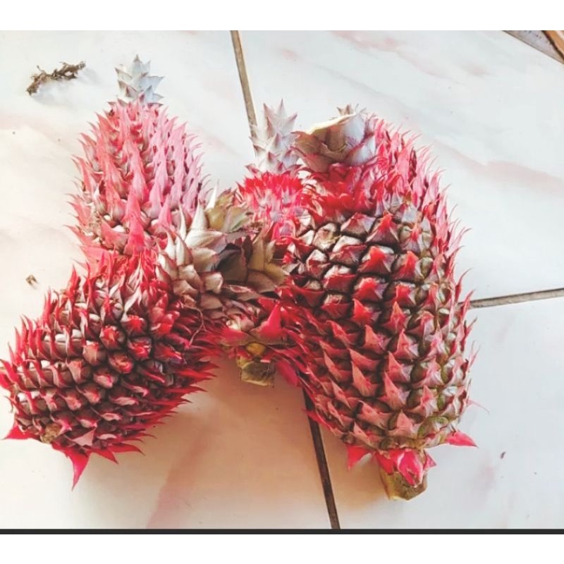 

nanas muda merah satuan