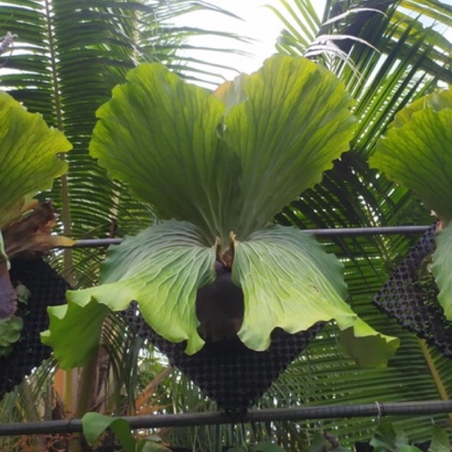 Platycerium Elephantotis