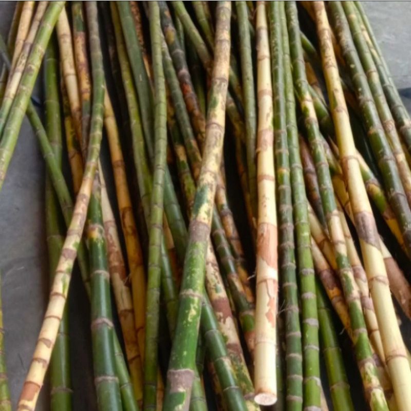 Batang Waregu Bahan Joran Pancing