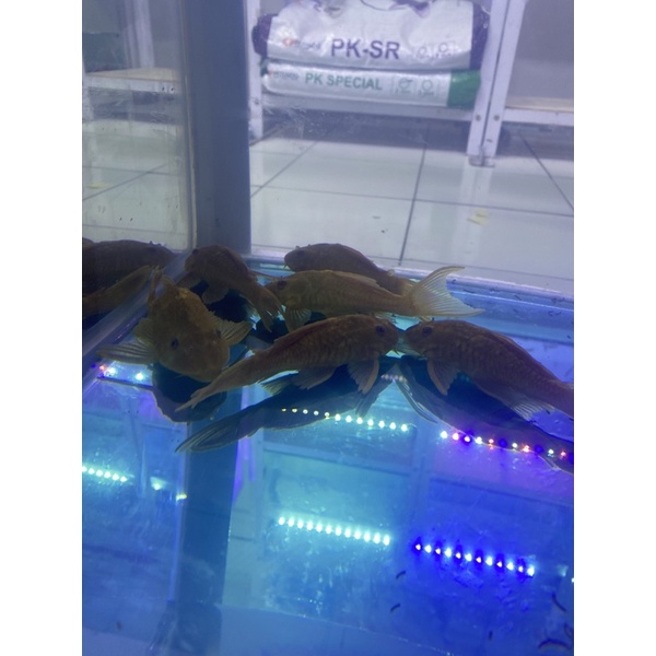 IKAN SAPU SAPU ALBINO BESAR AQUARIUM AQUASCAPE AIR TAWAR