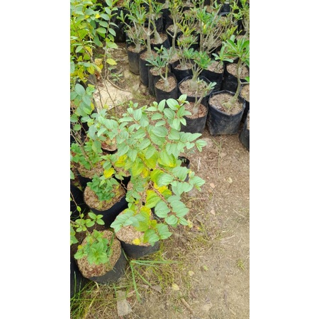 bibit tanaman bidara arab...bibit pohon bidara