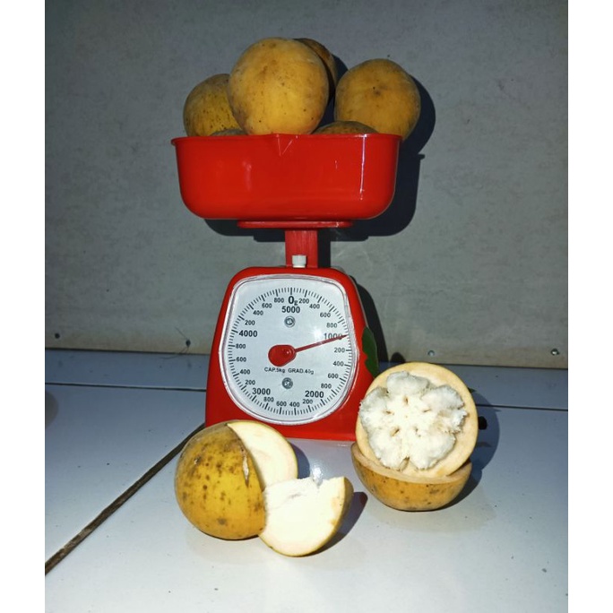 

buah kecapi matang segar