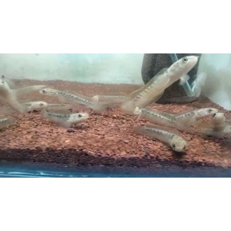 Jual channa limbata lawu | Shopee Indonesia