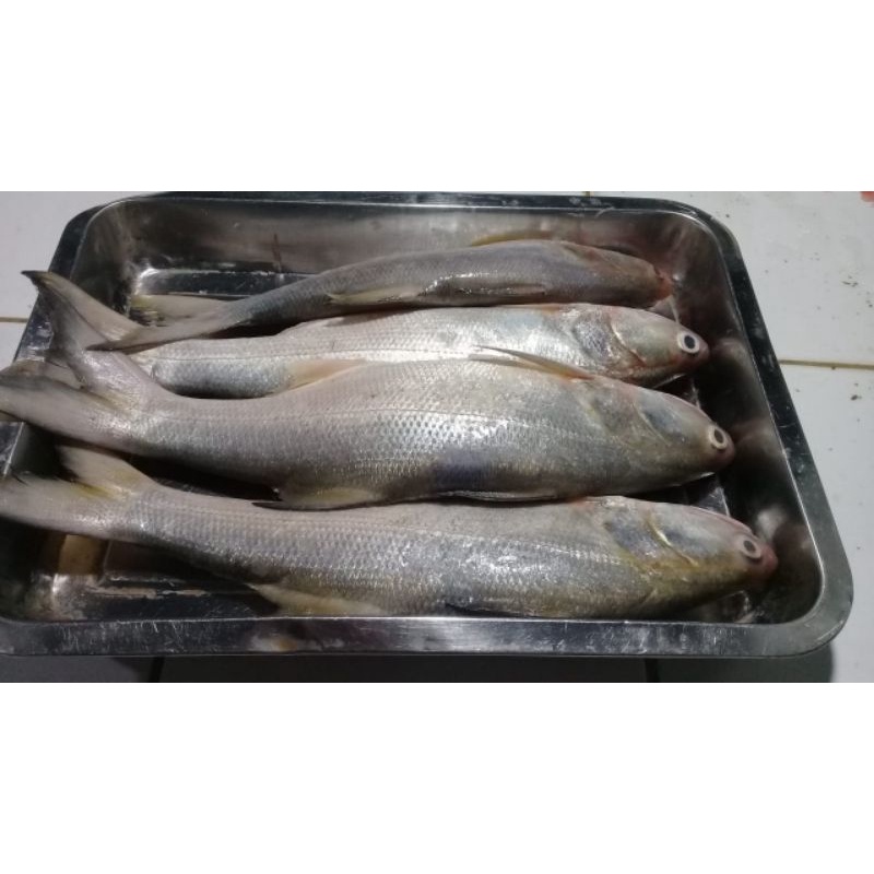 

Ikan Kuro Segar 1kg