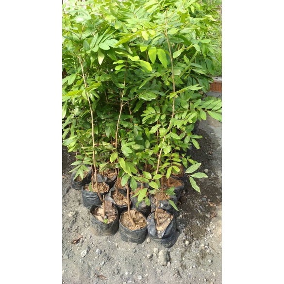 Bibit Kelengkeng Stek