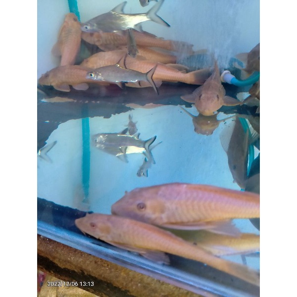 

ikan sapu sapu albino