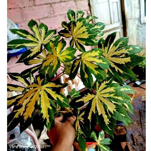 (bisa cod) promo bibit pohon singkong golden varigata