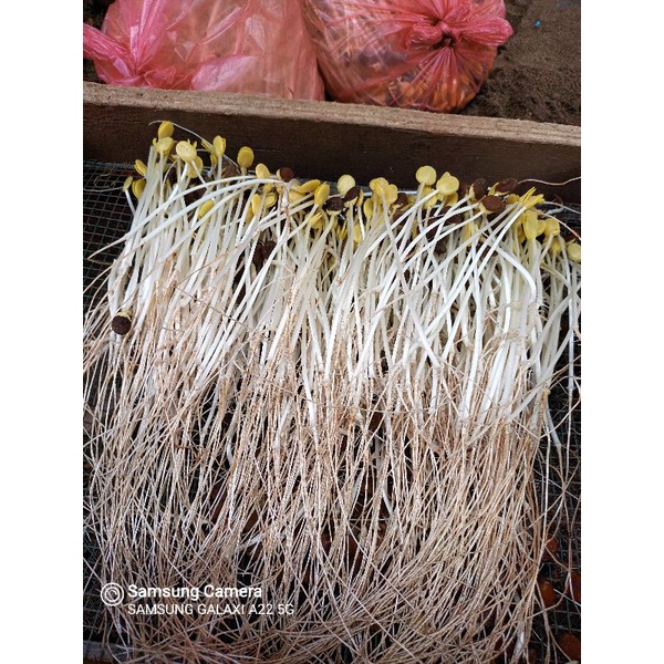 200gr SAYUR ALE/KECAMBAH ALE KLAMPIS ASLI