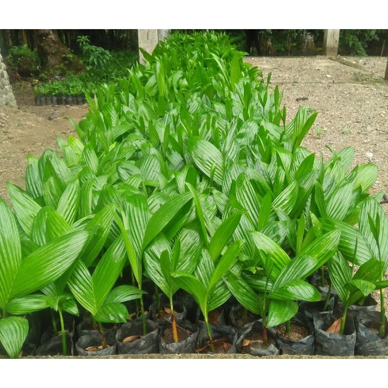 BIBIT PINANG PANDAN WANGI CABUT UGGUL