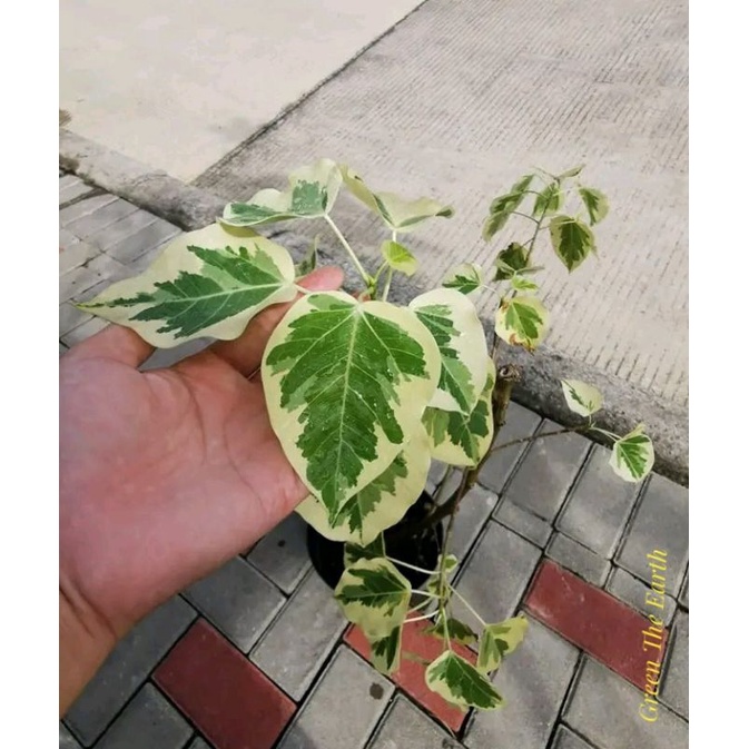 Ficus Rumphi Variegata A.k.a Ancak Varigata