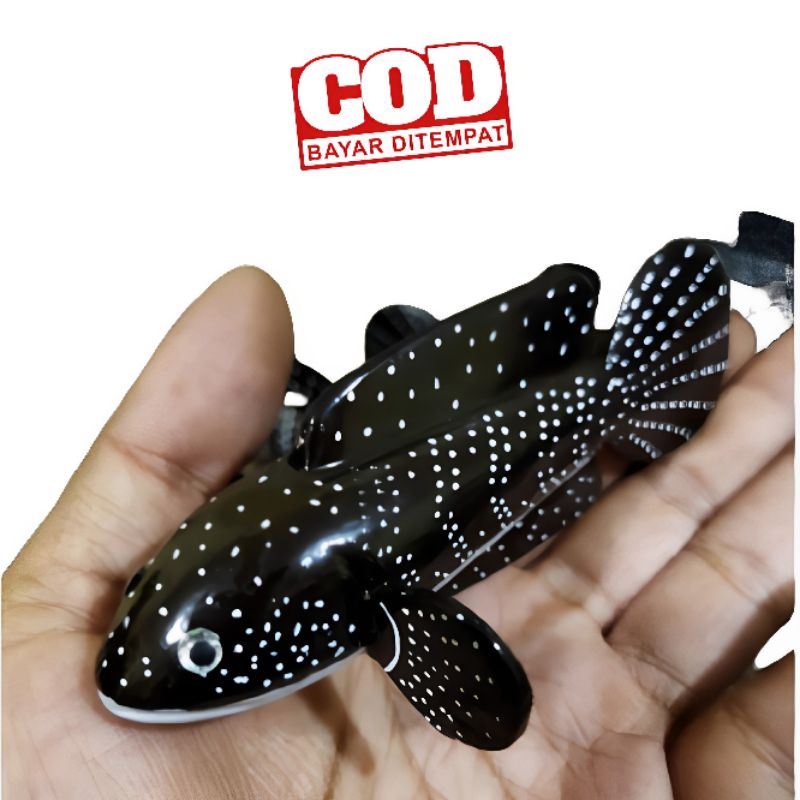 COD REPLIKA PATUNG CHANNA ASIATICA