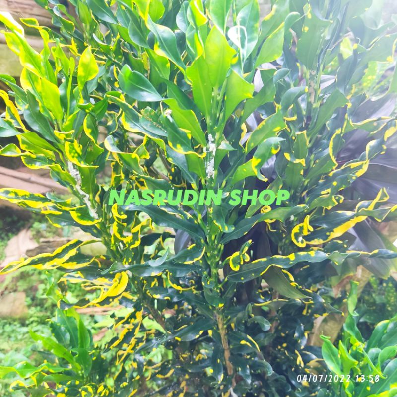 

[Fresh] TANAMAN HIAS PURING / HANJUANG KRITING ANDONG PAGAR KEMBANG STEK BATANG