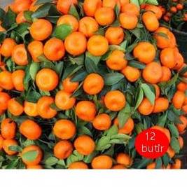 

⇫ biji benih Bonsai Buah Jeruk rambat /10 biji ➷