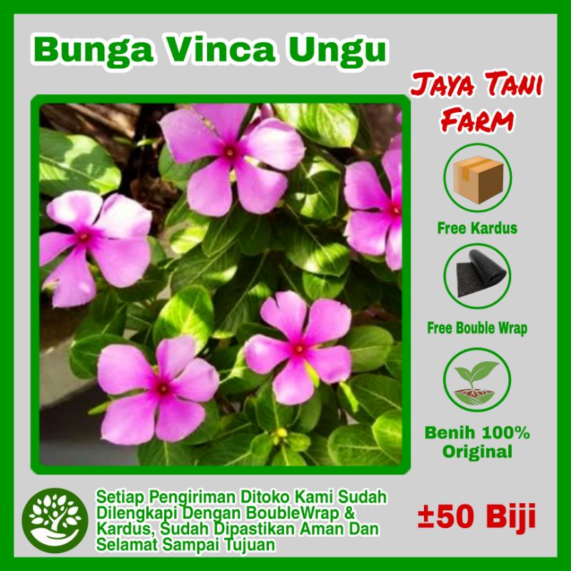 50 Biji Benih Bunga Vinca Ungu / Bibit Bunga Tapak Dara / Benih Bunga Hias / Bibit Bunga Hias / Biji