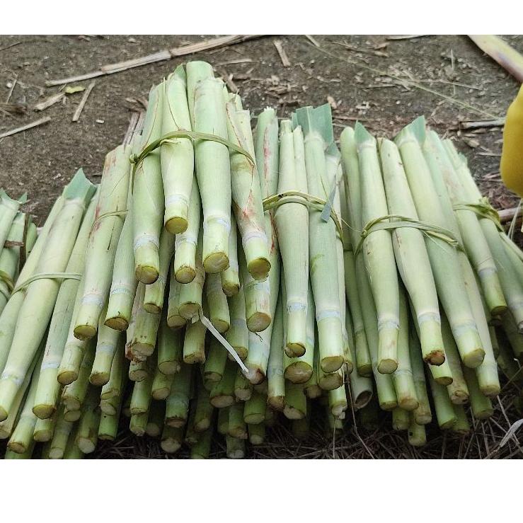 

[M-7E ♥☞] Terubuk / Tebu telur Murah Berat1Kg-terviral