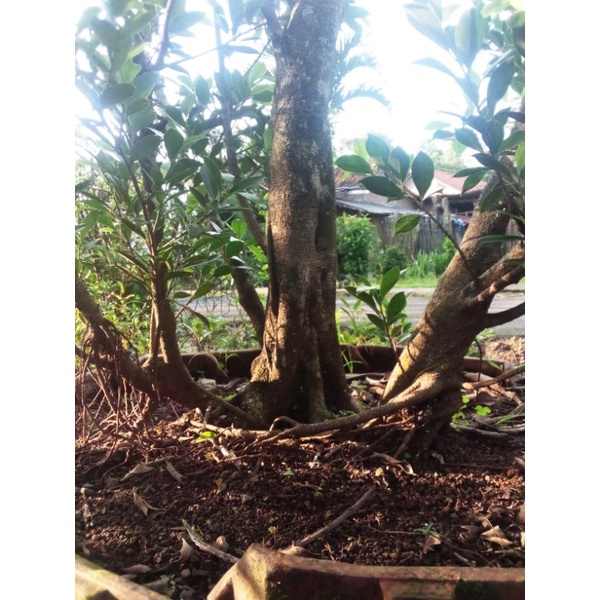 Beringin kimeng program