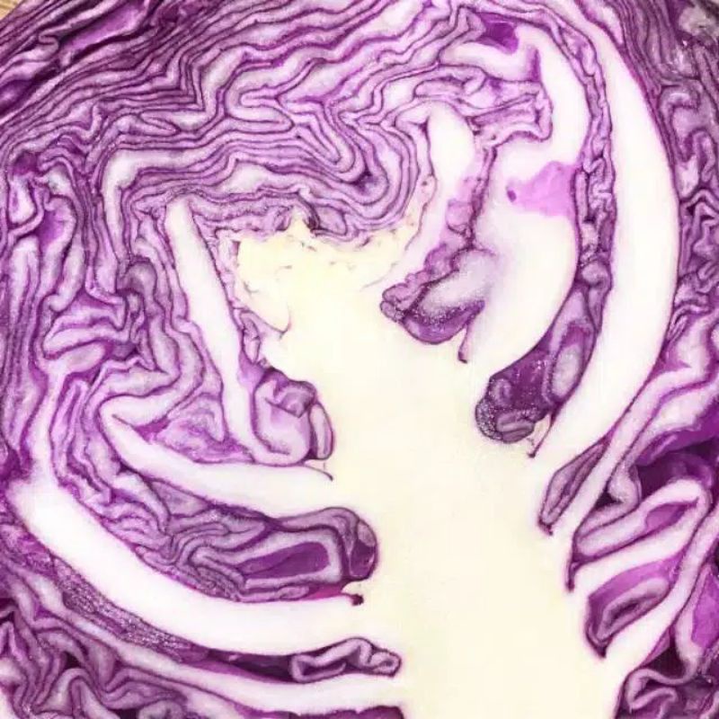 8Benih/Bibit/Biji Kubis Ungu