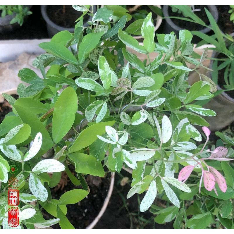 Asem londo / varigata / bahan bongsai