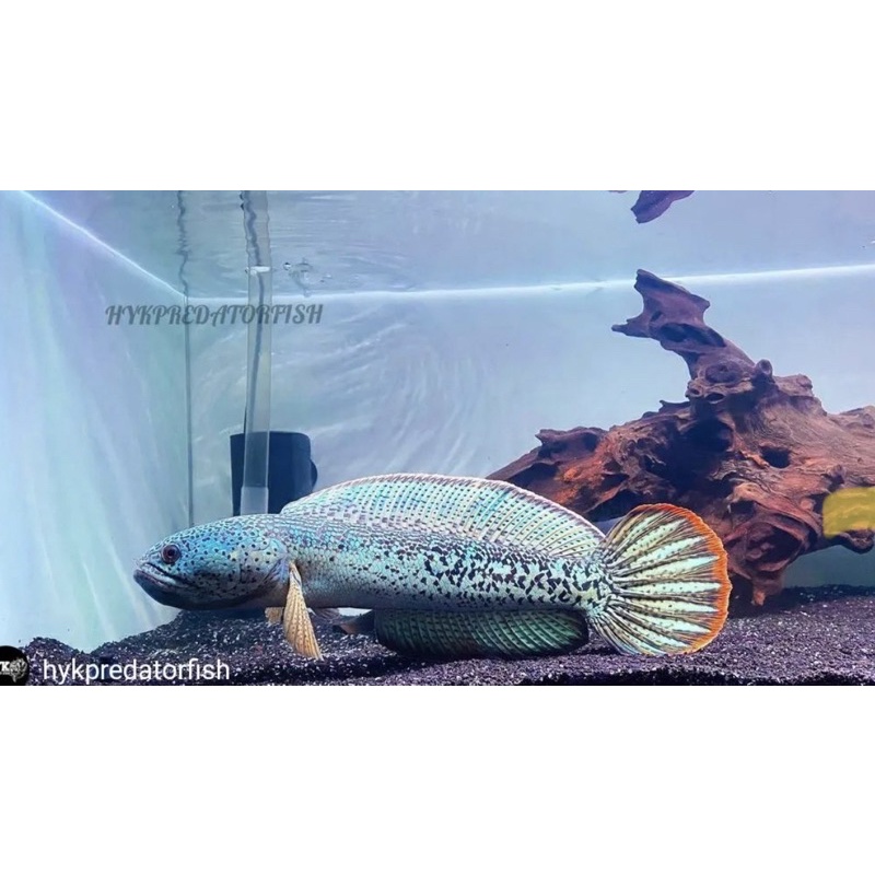 Chana Barca ukuran 2-7cm (random)
