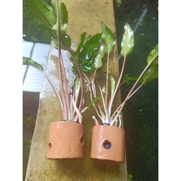 tanaman per pot / varian aquascape SEPAT