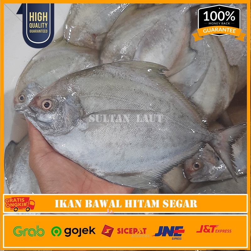

Bawal Hitam Laut Segar / Ikan Bawal Hitam Fresh 1kg Isi 3-5 Ekor