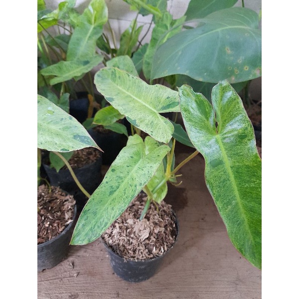 Tanaman hias philodendron paraiso verde - Paraiso Verde