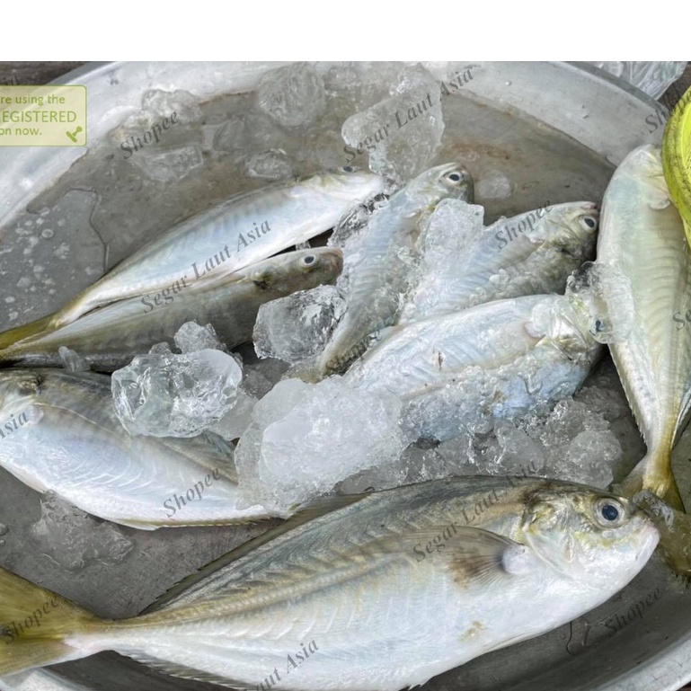 

Ikan Selar Segar Ikan Selar Tengkek/Jumbo Fresh Hasil Laut Segar