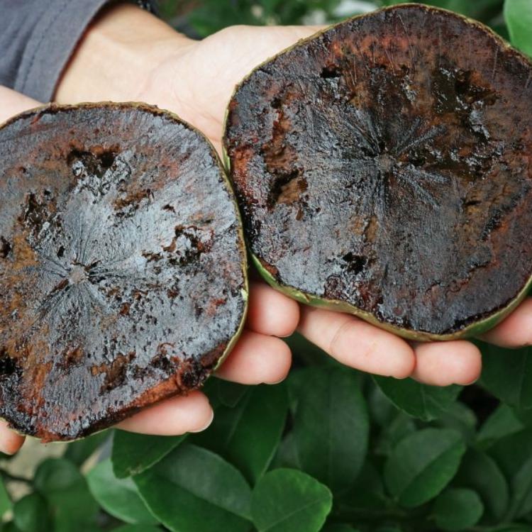 

((V-8&5㊚)) Buah giant black sapote terviral