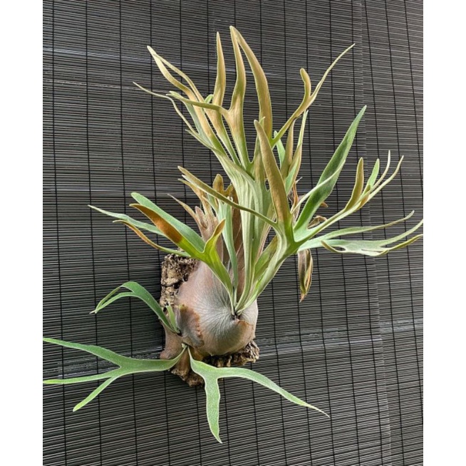 Platycerium Veitchii / blue boy