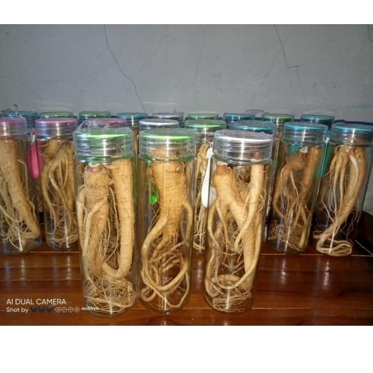 

Trend - gingseng merah korea + botol ~