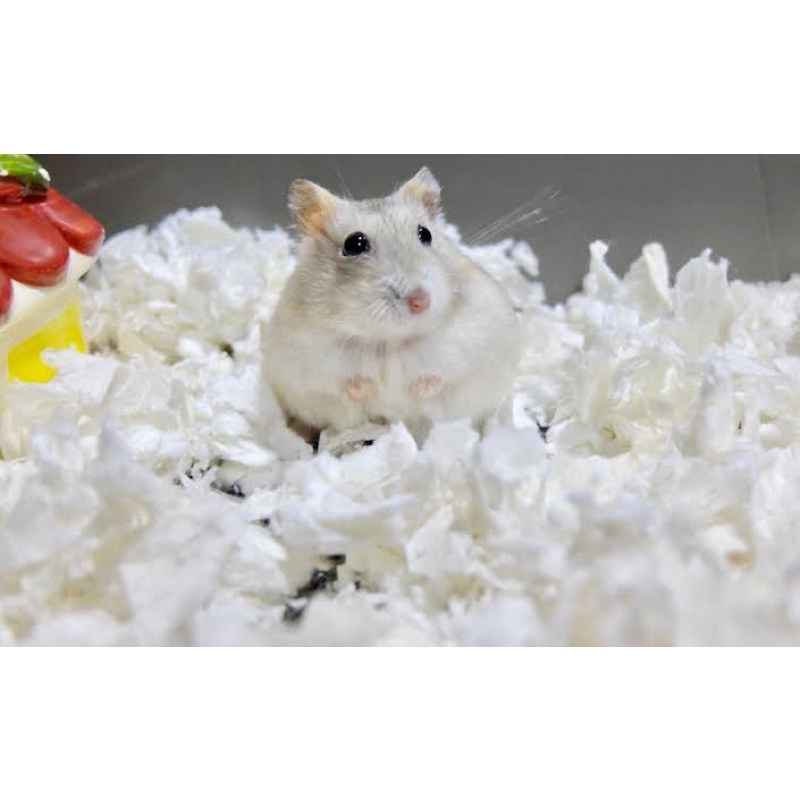 TISSUE BEDDING HAMSTER / TISSU TISU BEDDING