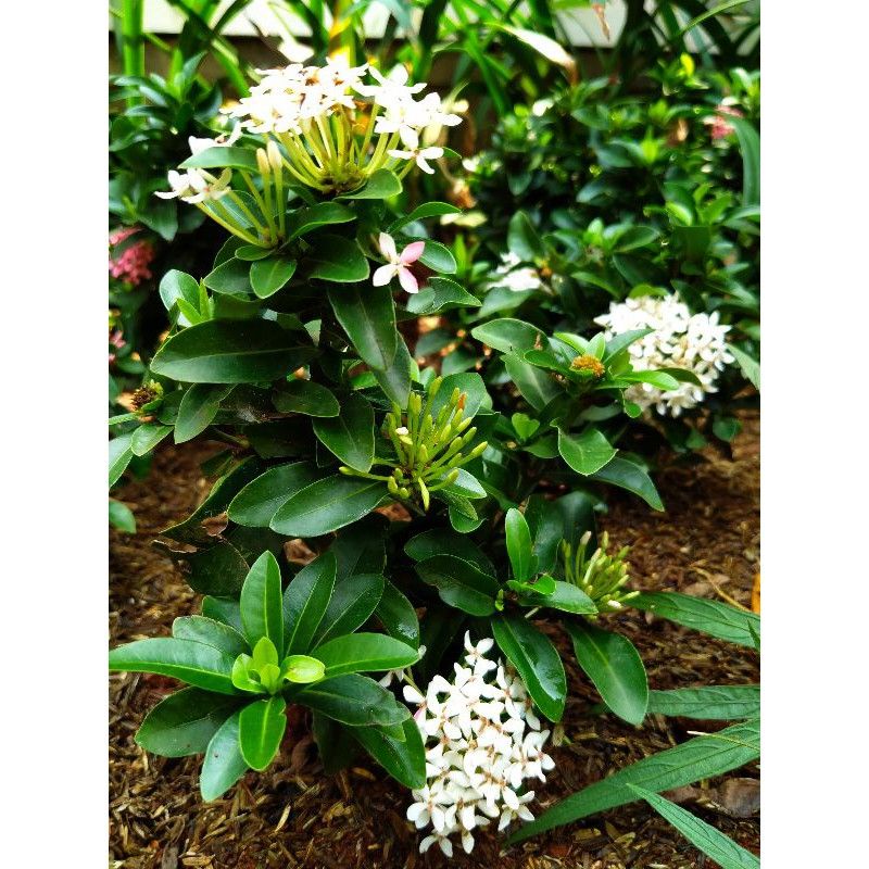 ( TERMURAH) Tanaman Hias Asoka Jambon Bunga Putih - Bunga Hidup - Bunga Asoka Jambon - Tanaman Hias 