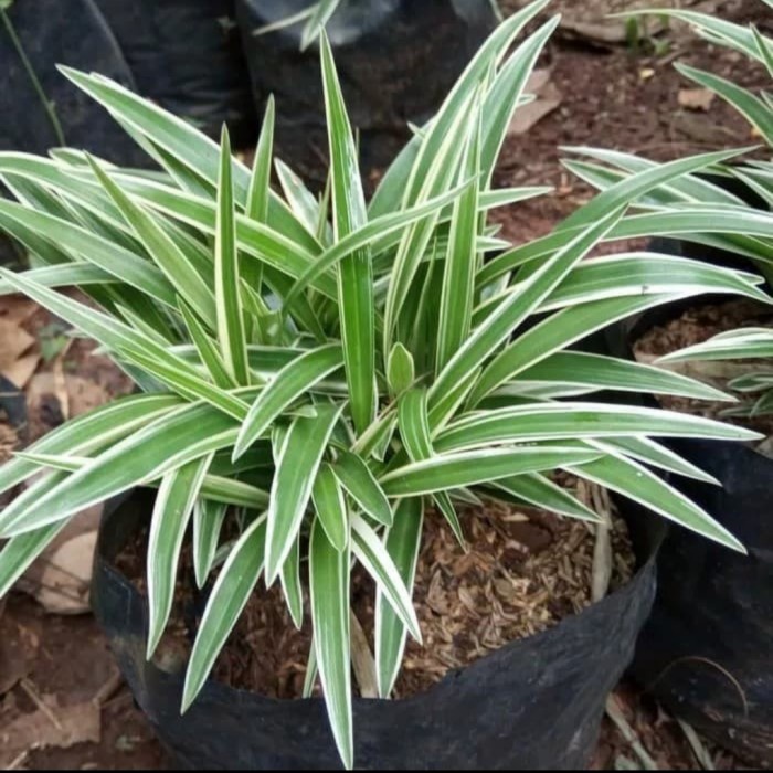 PROMO Tanaman Hias Lili Paris - Tanaman Outdoor - Tanaman Indoor Hidup Bunga Hias Daun
