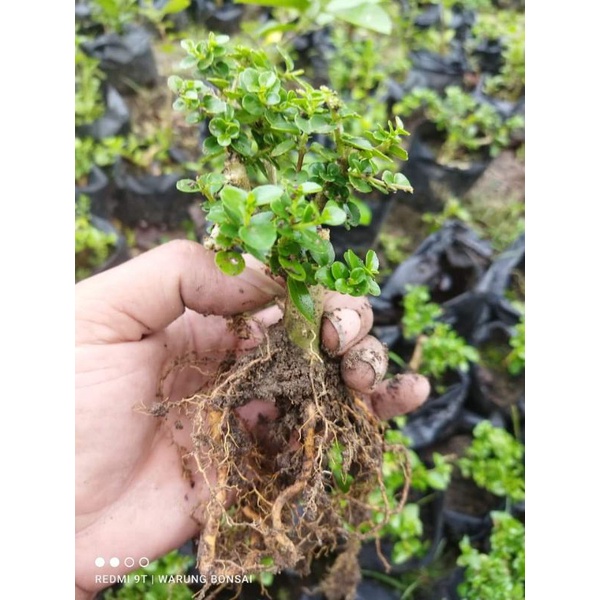 Tanaman bonsai Sancang asli real